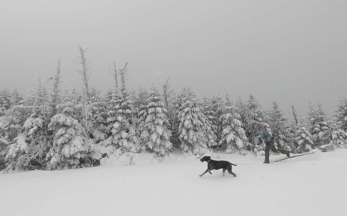 A black dog and his owner running through snow alongside snowy trees