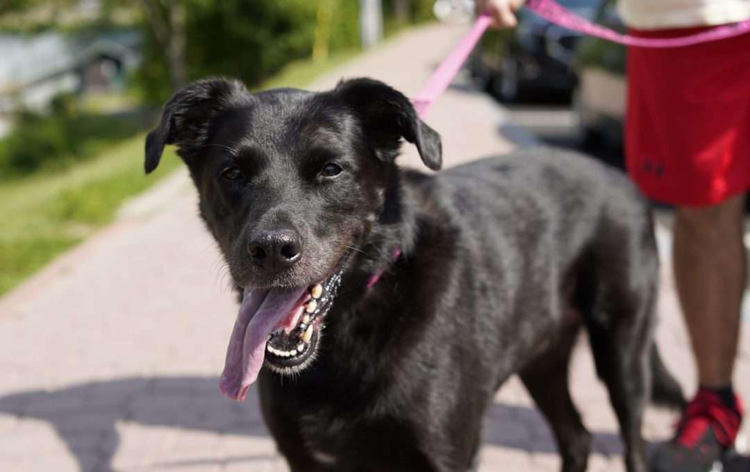 black lab being walked in the sun