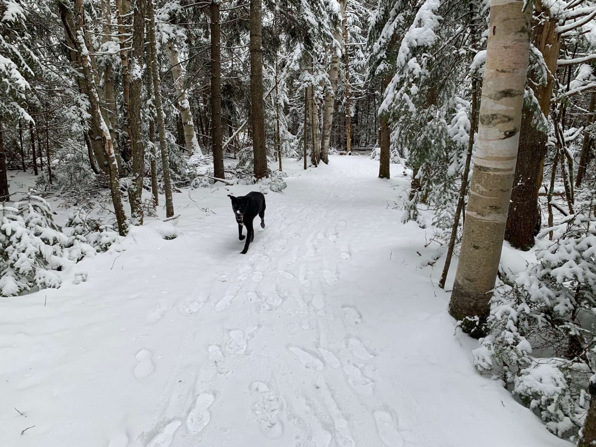 Black dog in woods